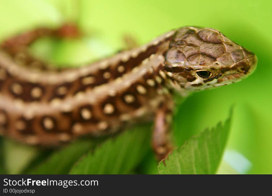 Wild lizard enjoying the sunlight on a leaf