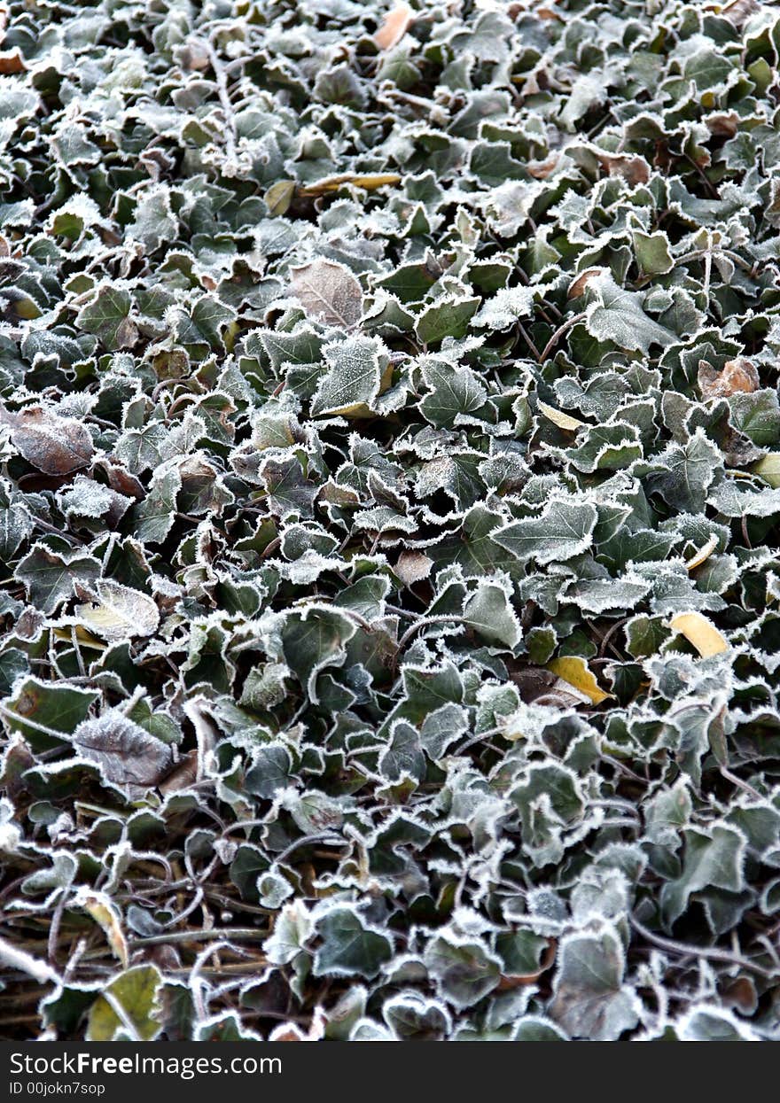 Frozen leaves.