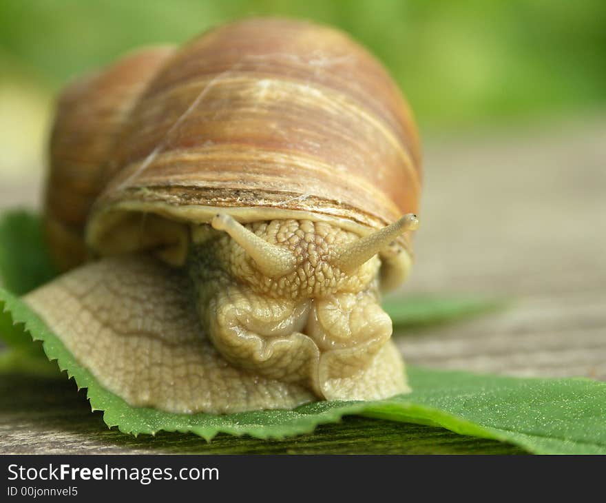 Funny snail