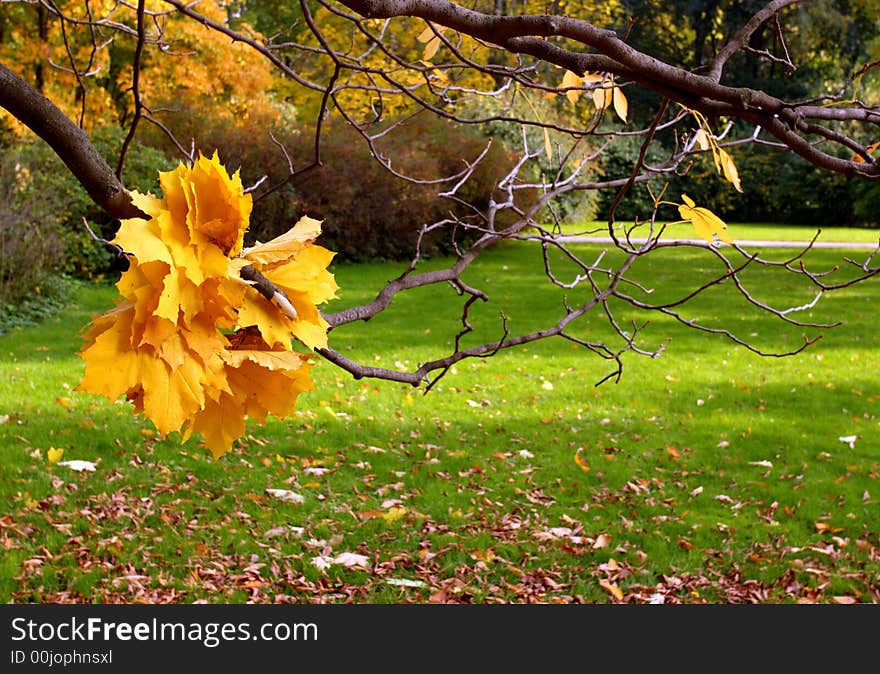 Canon 20D. Wreath from maple leaves in park. Canon 20D. Wreath from maple leaves in park