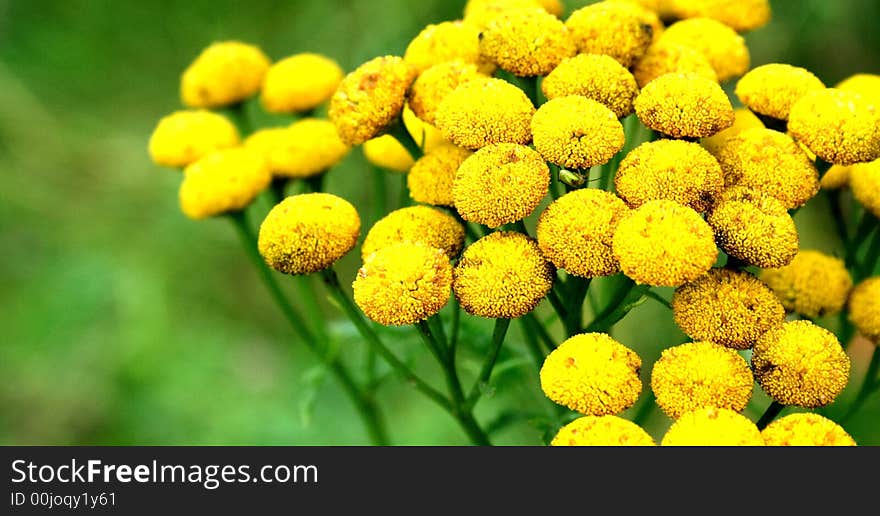 A pic with some yellow flowers.
. A pic with some yellow flowers.