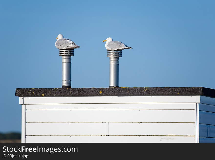 Two sea gulls sitting on vent pipes. Two sea gulls sitting on vent pipes