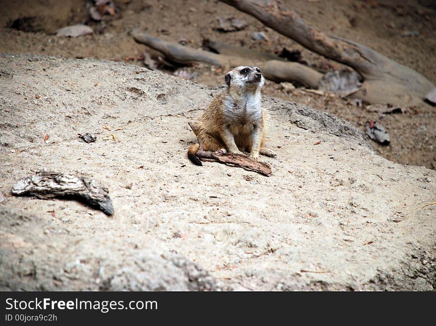 Lone meerkat sitting on the ground, looking up to the sky.