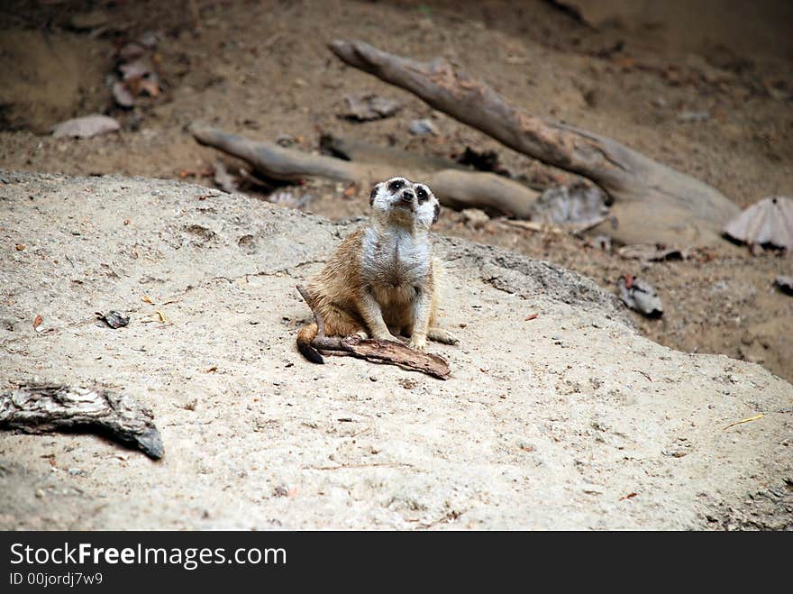 Lone meerkat deep in thought, staring up at the sky while sitting on the ground.