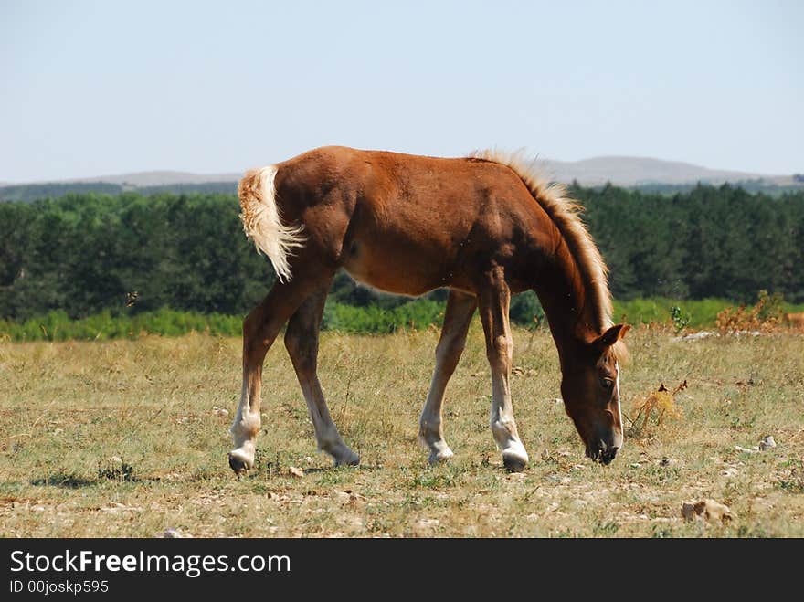 Horse on pasture