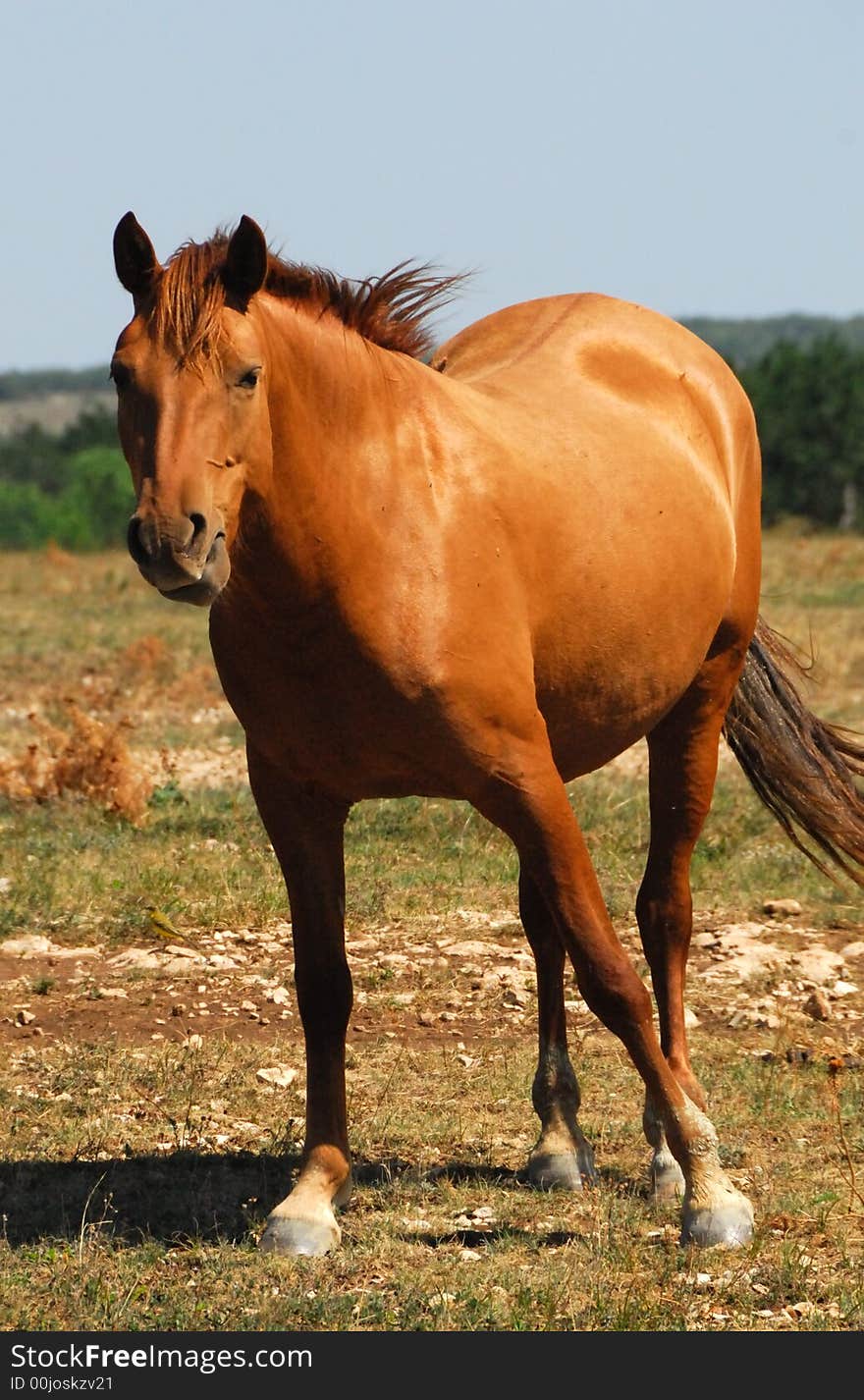 Horse on pasture