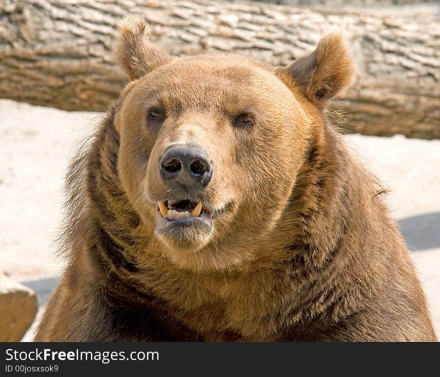 Brown bear in its enclosure. Brown bear in its enclosure