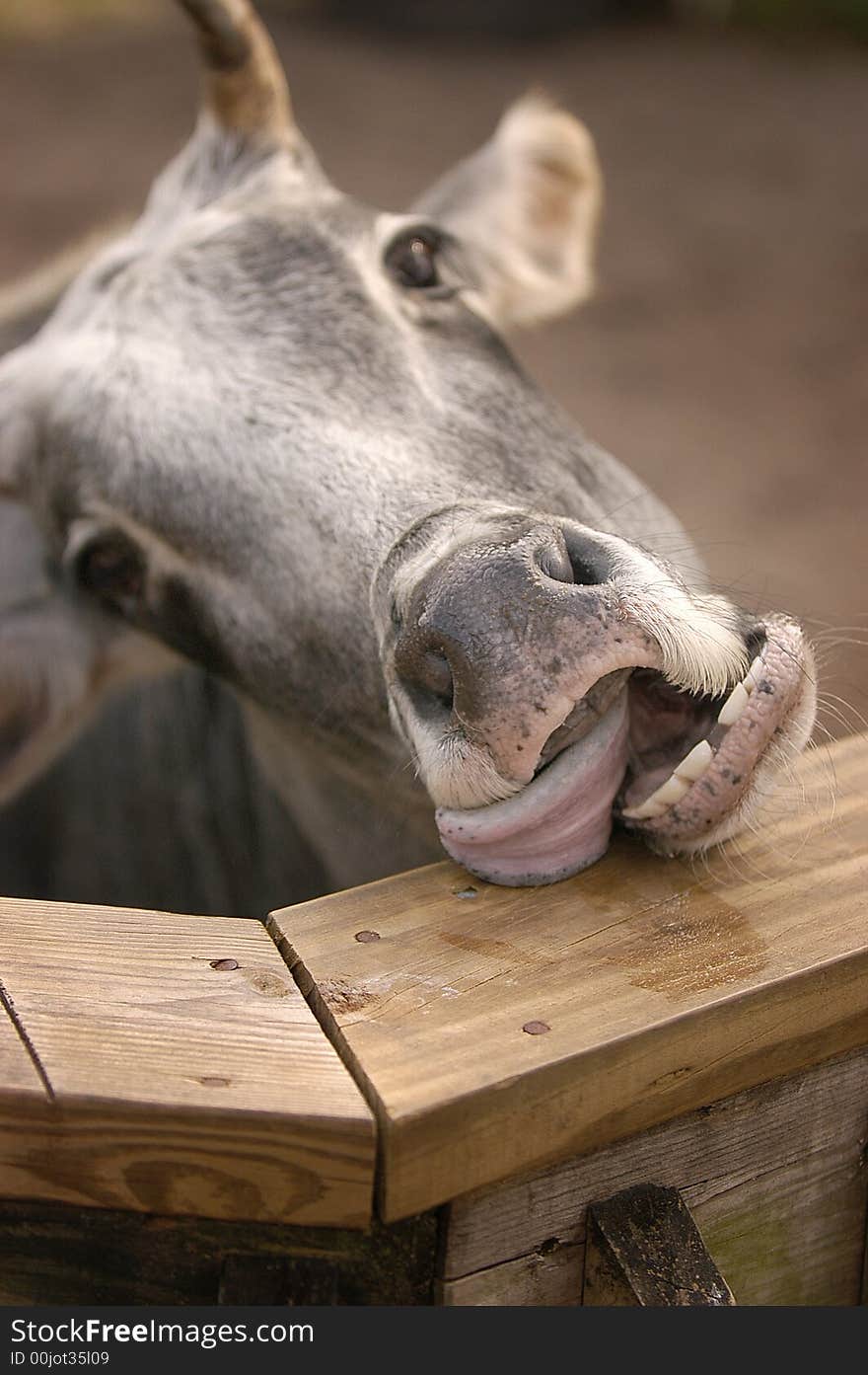 Bull leaning to the side on a fence, tongue sticking out. Bull leaning to the side on a fence, tongue sticking out.