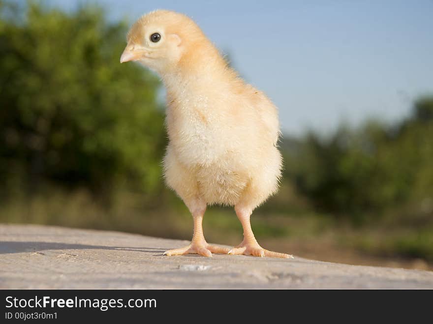 Curious Little chick