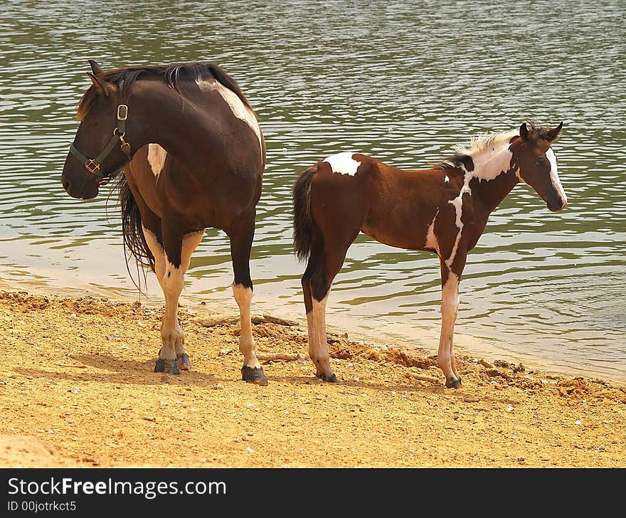 Horses at Lakeside