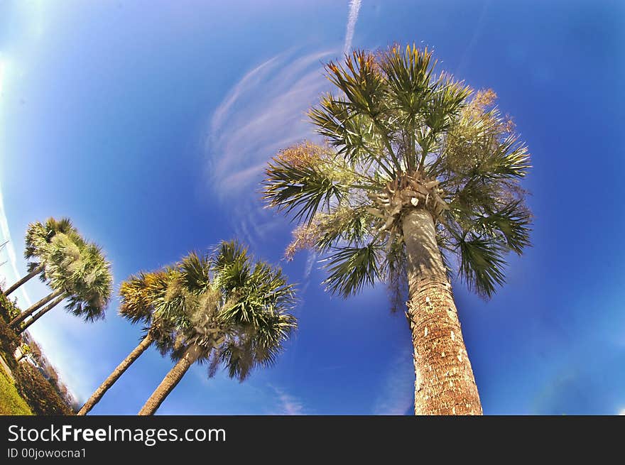 Palms In The Sky