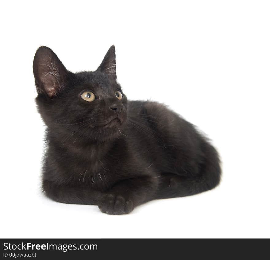 A black cat lays down for a rest on a white background. A black cat lays down for a rest on a white background