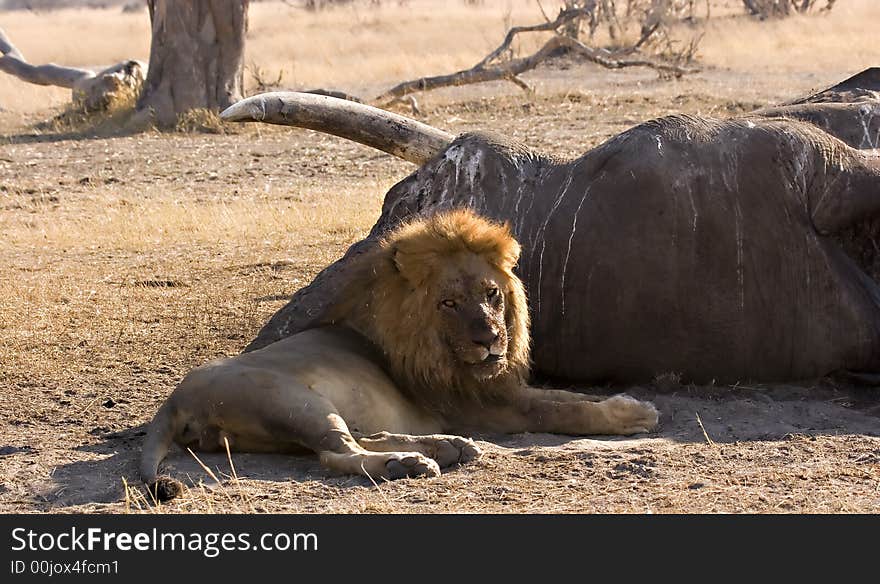 Lion at elephant carcass