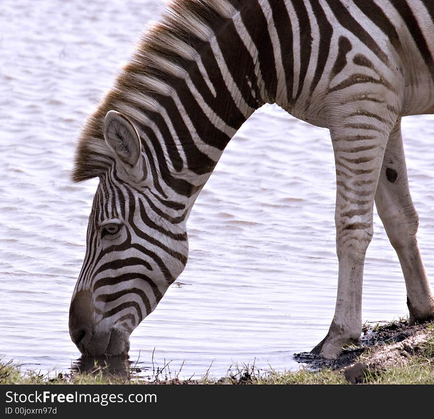 Zebra quenching its thirst