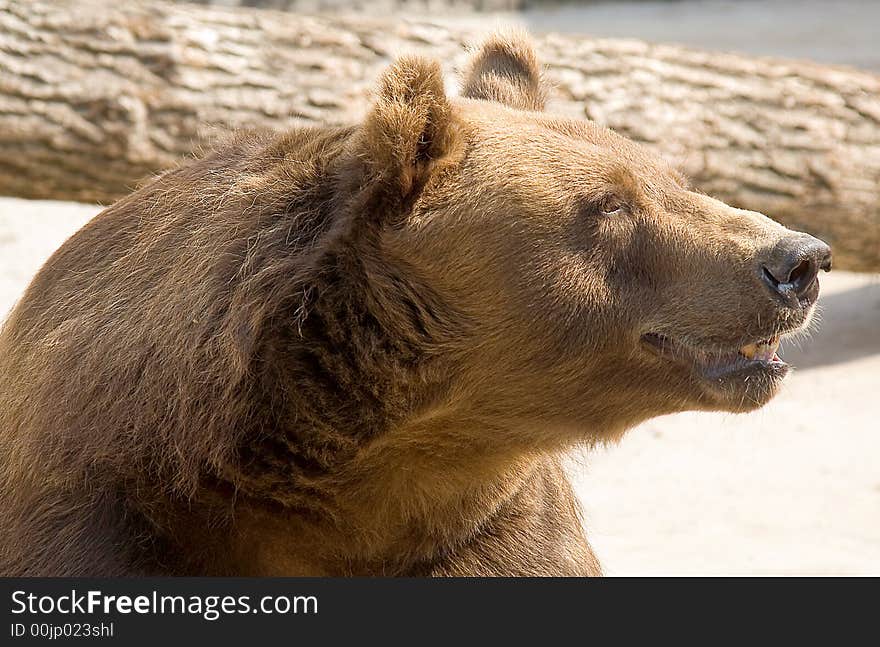 Brown Bear 2