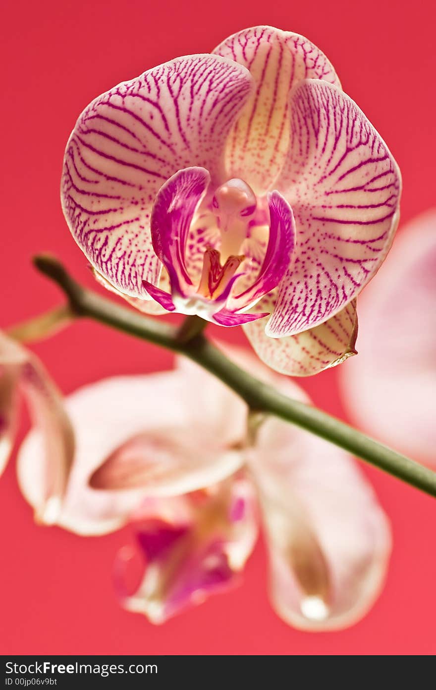 Close-up of a pink orchid over a pink background