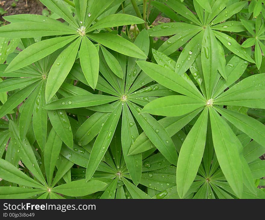 I have tooke the photo leaves lupinus in the evening after a rain