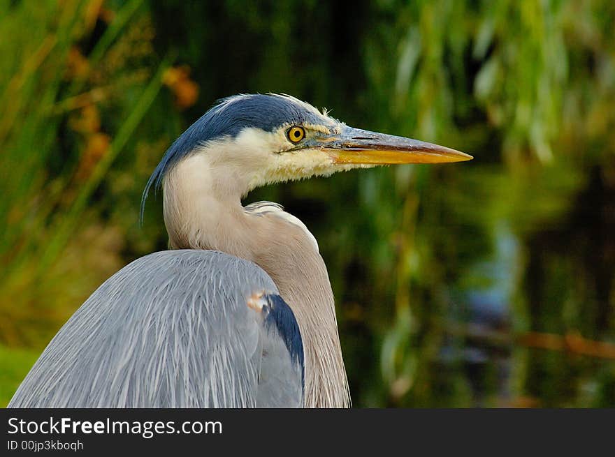 Blue heron (portrait-2)