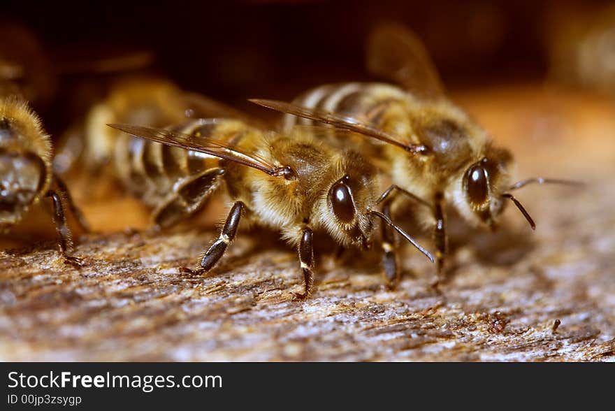 Entry In Beehive