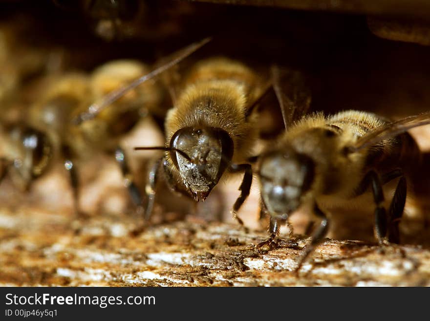 Bees protect entry in hive. Close-up. Bees protect entry in hive. Close-up.