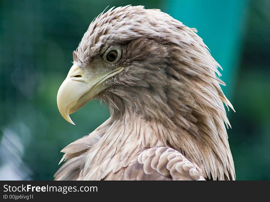 Gorgeous bird in zoo cage. Gorgeous bird in zoo cage