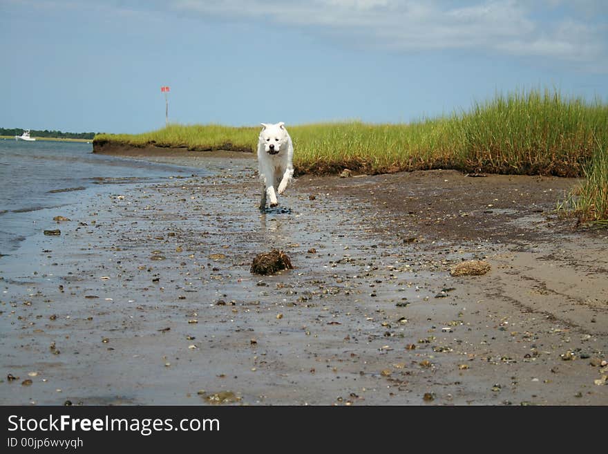 Running Dog