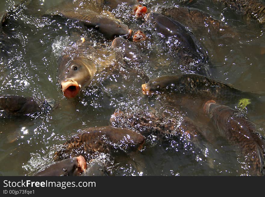 Hungry fish in water