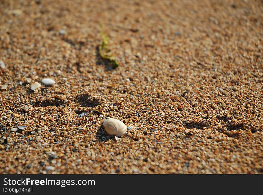 Bird's track on the sand