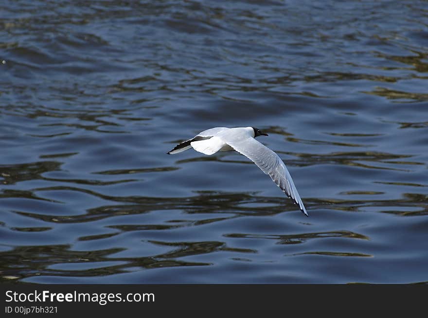 The gull flying above water