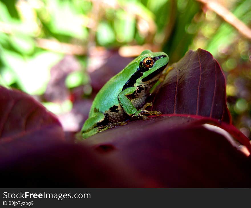 Macro of a green tree frog