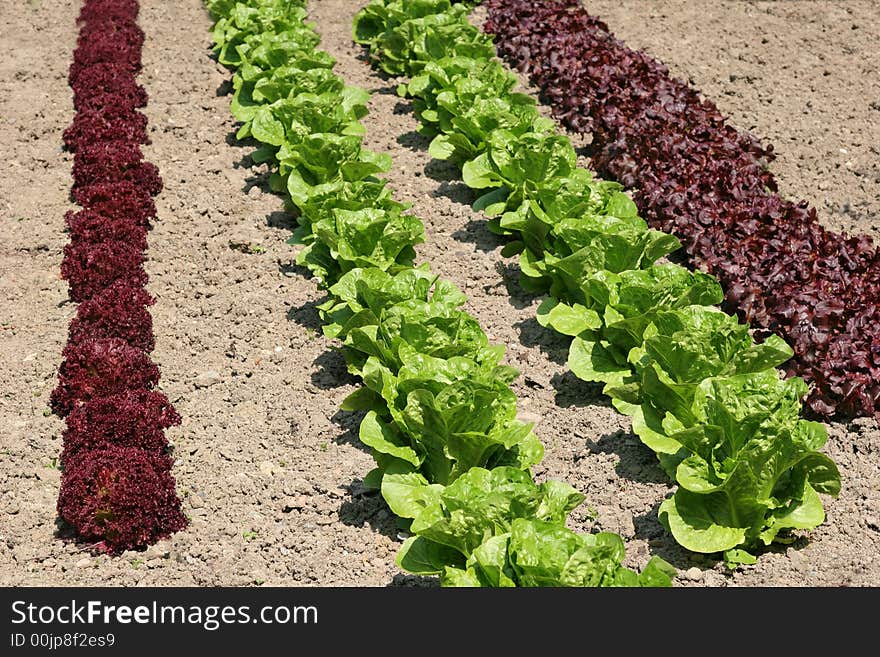 Rows of maroon colored lollo rossa and green romaine lettuces growing in earth. Rows of maroon colored lollo rossa and green romaine lettuces growing in earth.