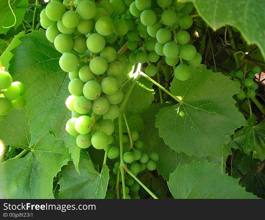 Grapes