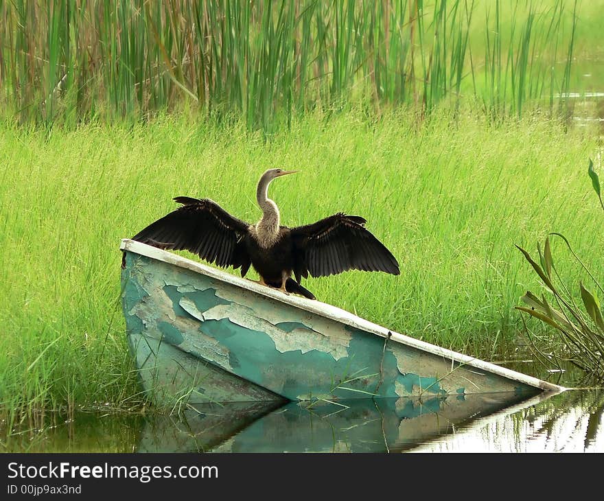 A Anhinga or Snake Bird drying its wings while perched on a partially submerged boat in a Florida Lake. includes copy space. A Anhinga or Snake Bird drying its wings while perched on a partially submerged boat in a Florida Lake. includes copy space