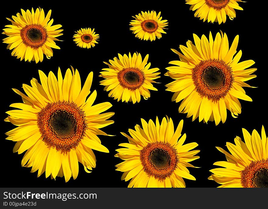 Sunflower flowerheads in full bloom against a black background. Sunflower flowerheads in full bloom against a black background.