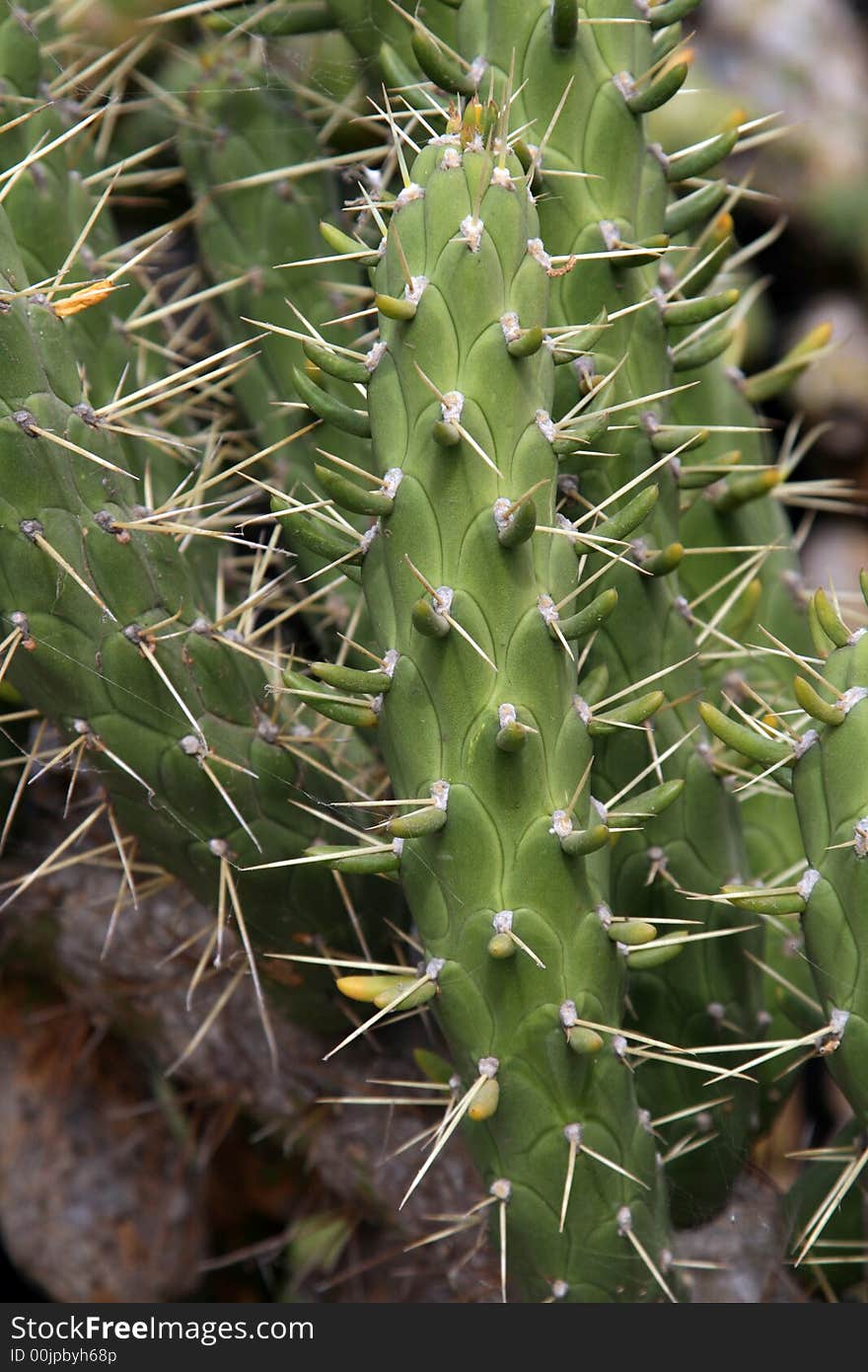 Big cactus leaf