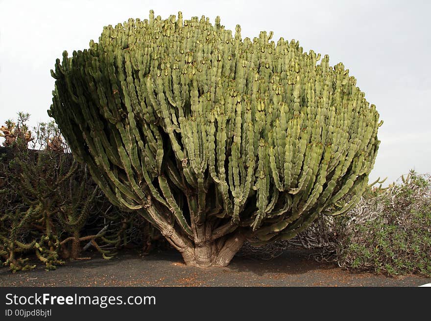 Big cactus tree