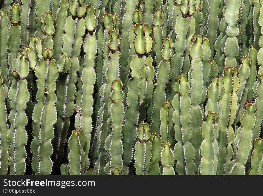 Cactus Branches Texture