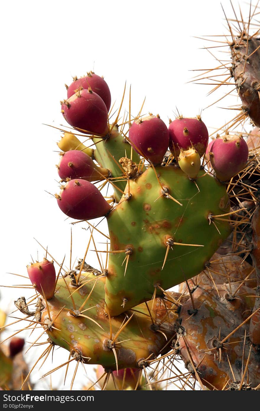 Red Cactus Fruits