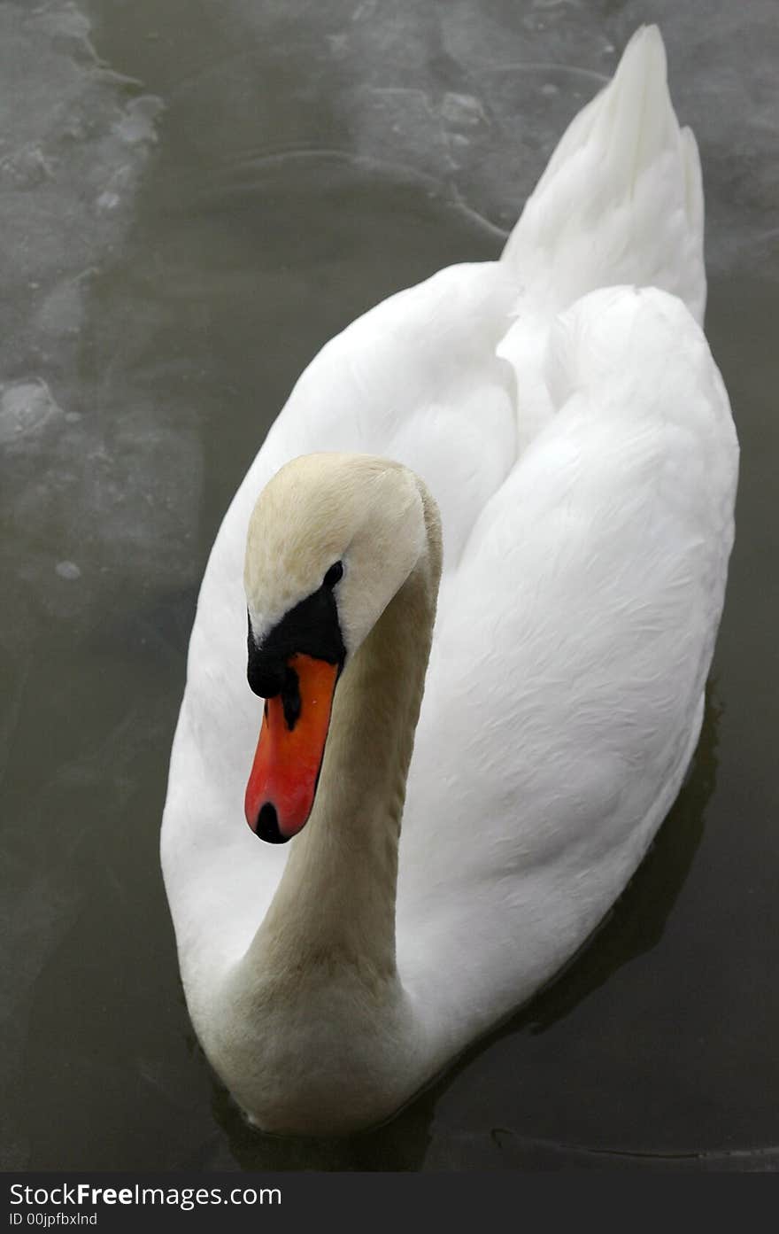 Swan