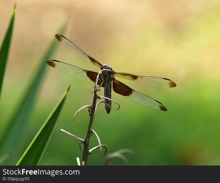 A big dragonfly takes a break and gives his wings a rest from flying all day.