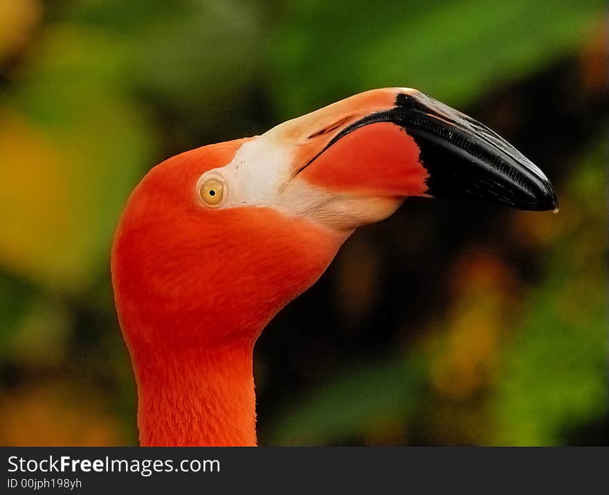 Flamingo (portrait)