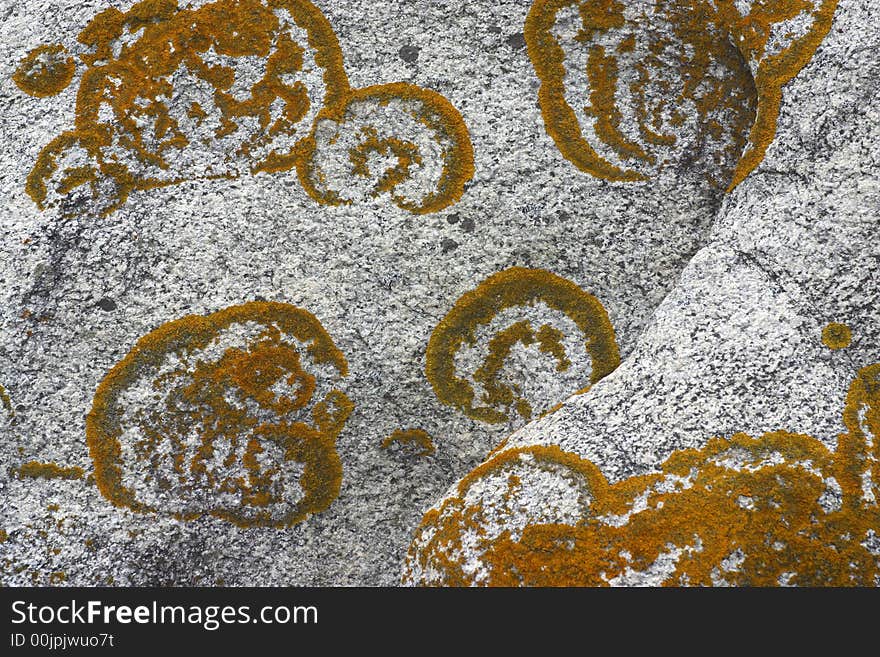 Moss with form circular in stones of granite at the coast. Moss with form circular in stones of granite at the coast