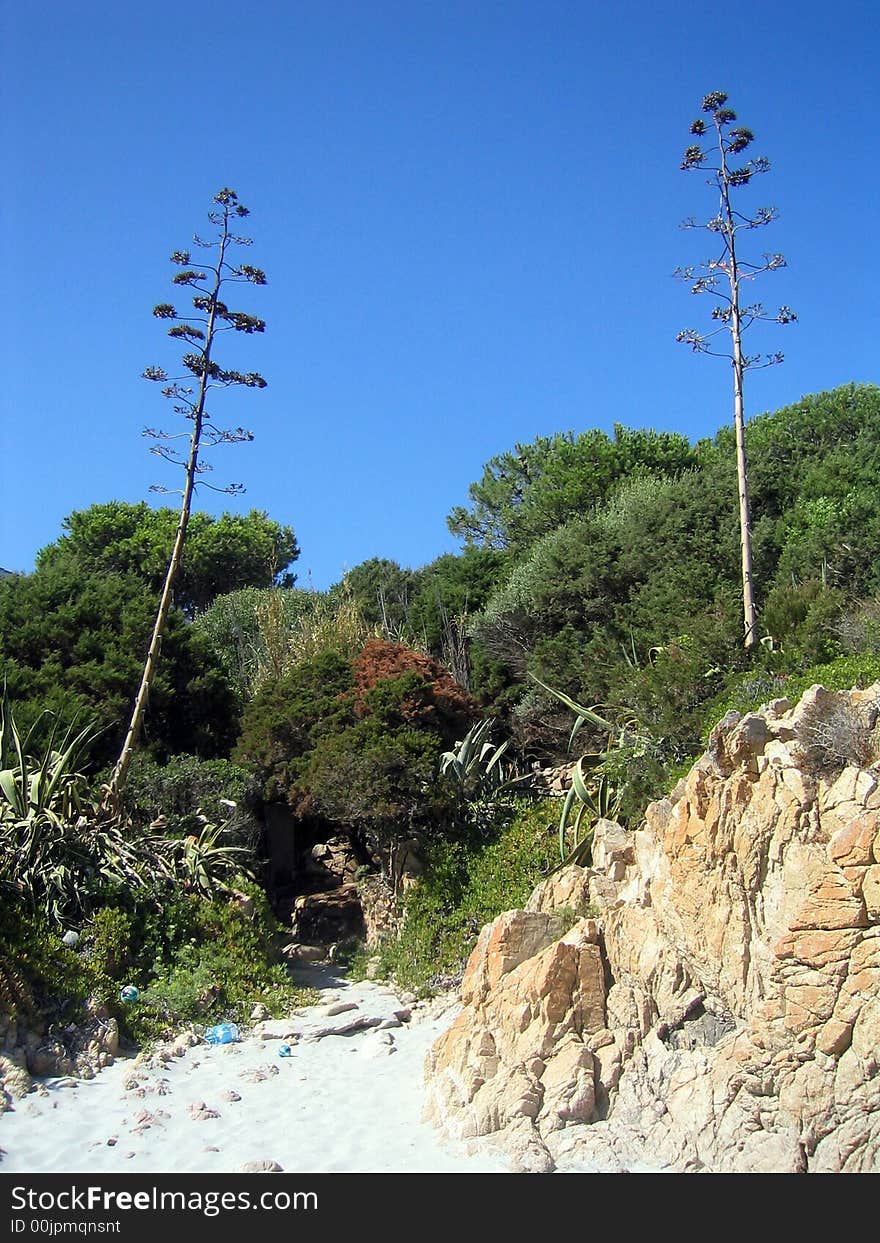 A dettail from Cala Liberotto, Sardegna! One of the most beautiful beach in Sardegna, call it Paradise Beach!. A dettail from Cala Liberotto, Sardegna! One of the most beautiful beach in Sardegna, call it Paradise Beach!