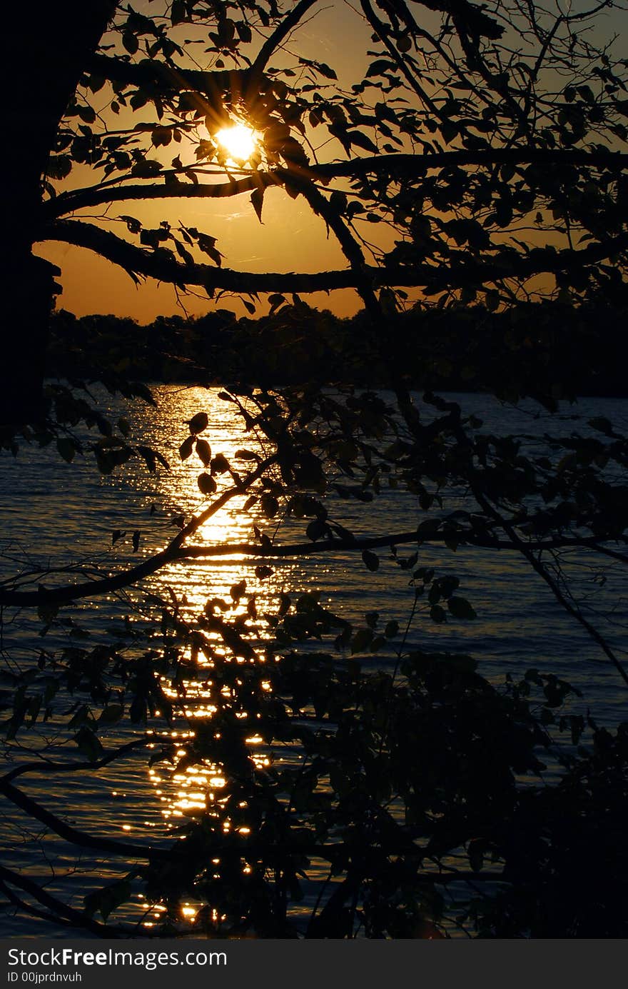 Sunset Through Tree