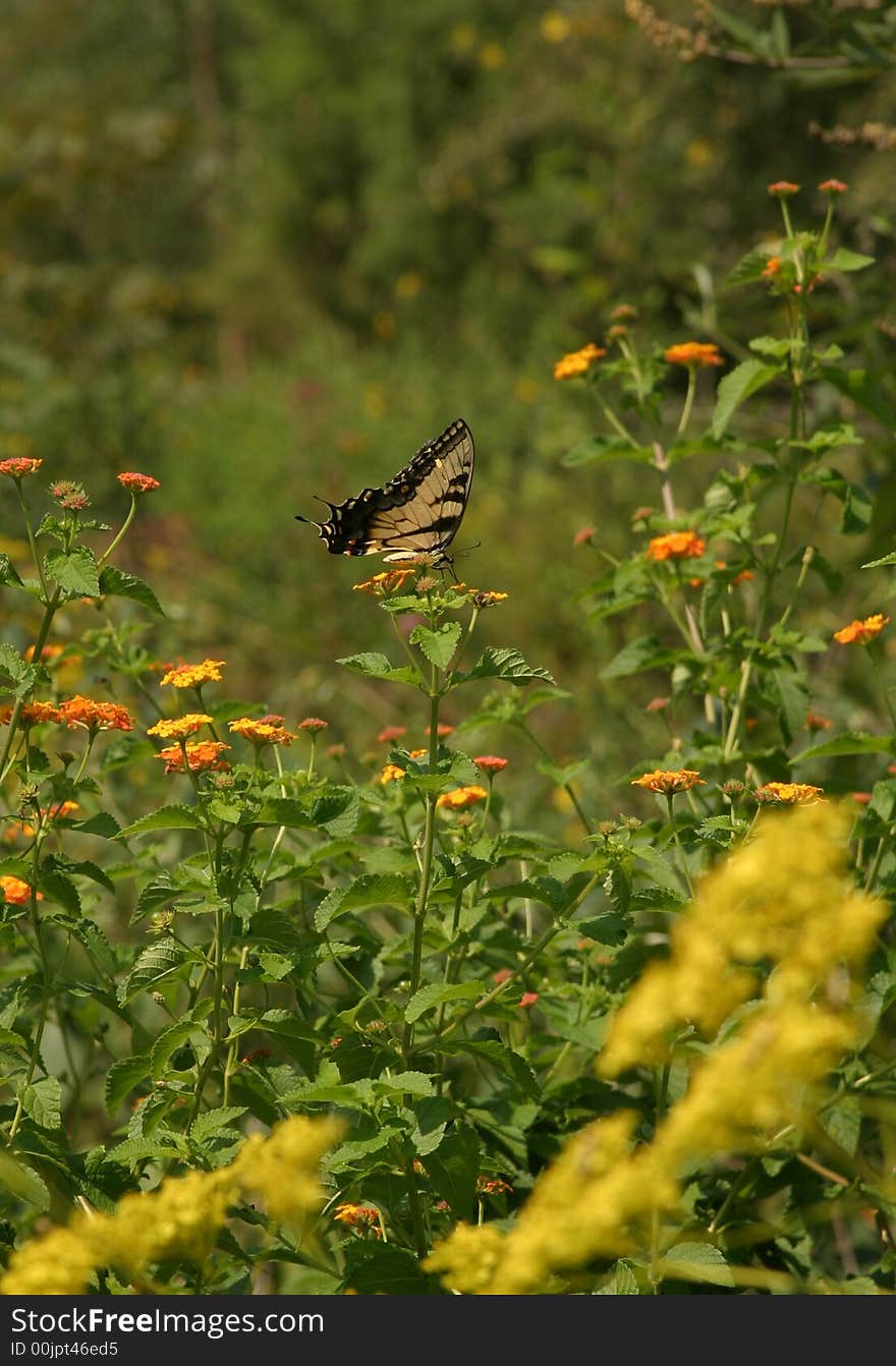 Butterfly in a field