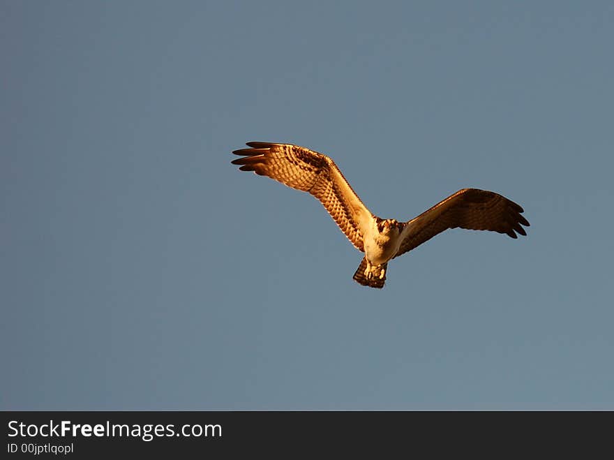 Wing Span