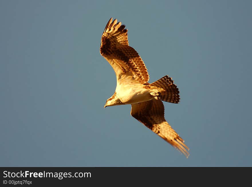 Osprey soaring