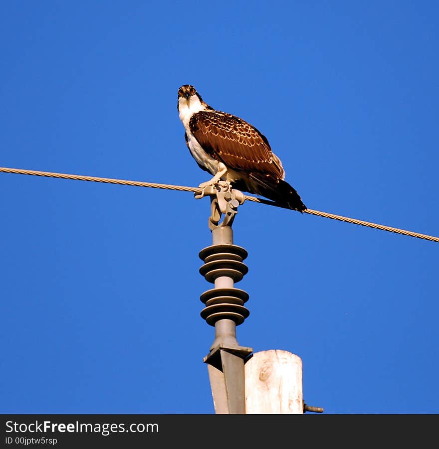 Osprey On A Wire