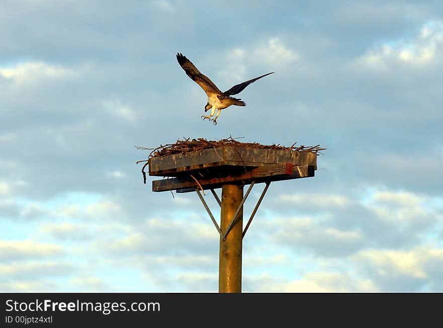 Osprey Landing