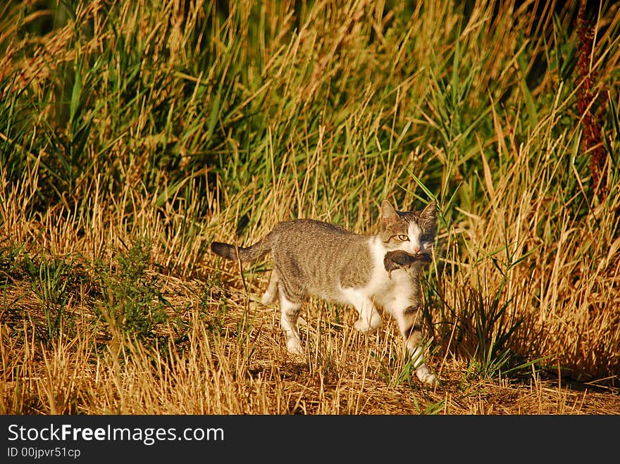 Cat carrying vole through field. Cat carrying vole through field